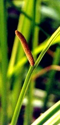 calamus сладък