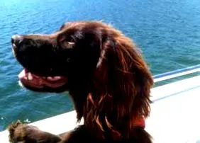 spaniel