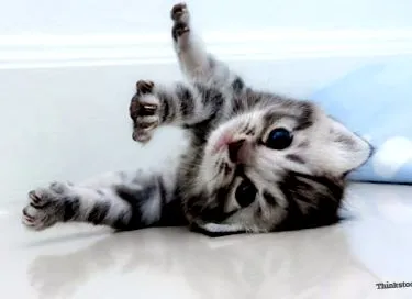 котешка