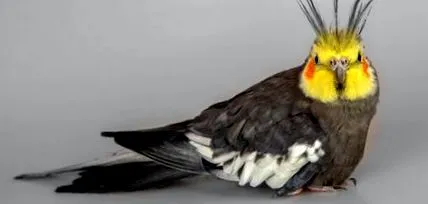 cockatiel