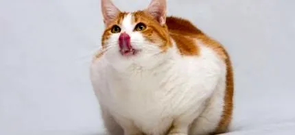 котките