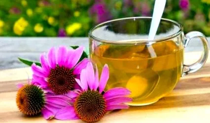 echinacea