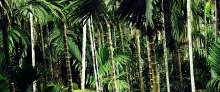 hipnoterapiei