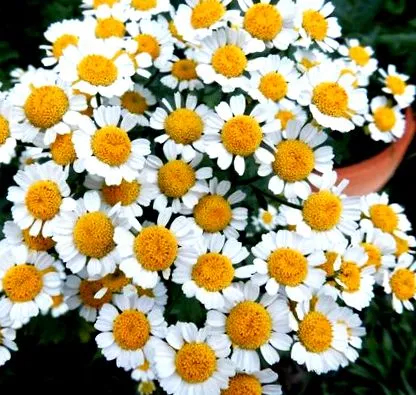 дозировка feverfew