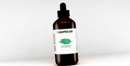 eucalipt