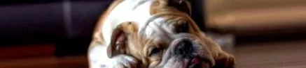 bulldog