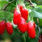 fructe