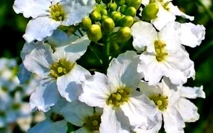 ползи