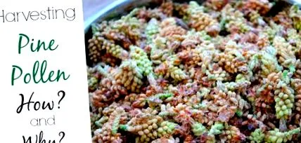 борови полени