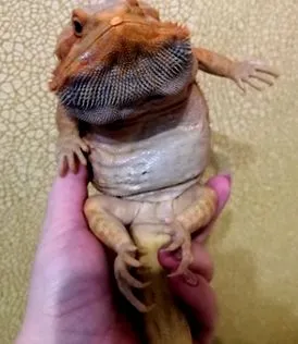 вашето