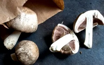 agaricus