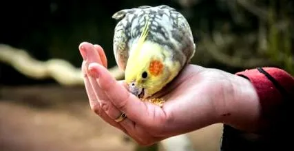 ajutați