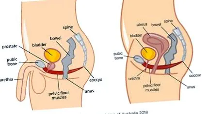 podelei