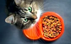 котешка