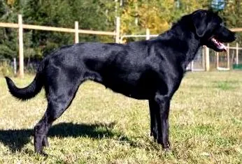 corpului
