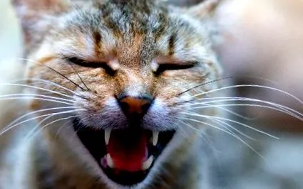 котка какво