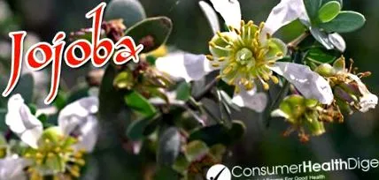 jojoba