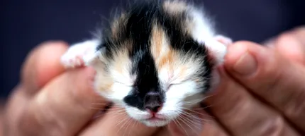 котенца