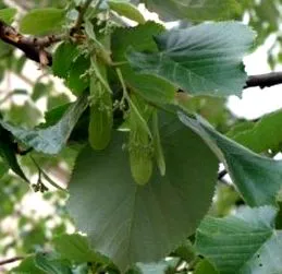 vindecător