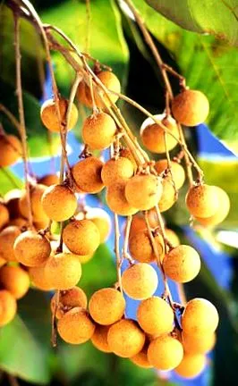 longan