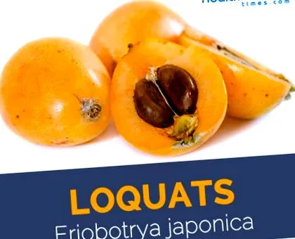 loquats факти