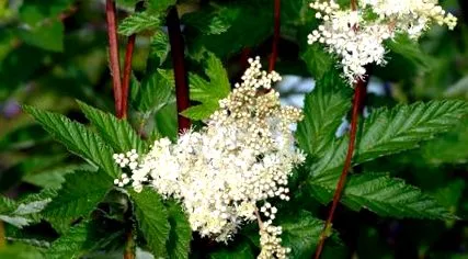 meadowsweet