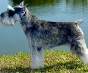 кучета