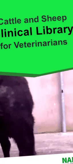 információs