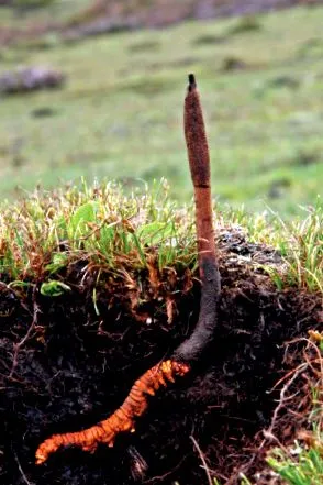 ophiocordyceps