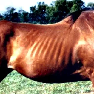 sovány