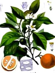 beneficii