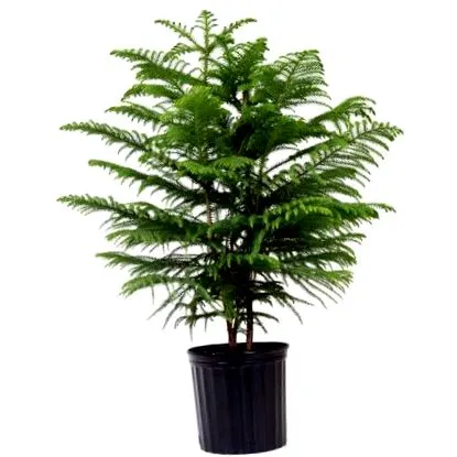 plant