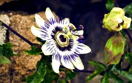 passionflower