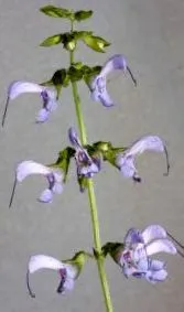 salvia