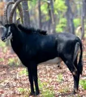 sable antilope