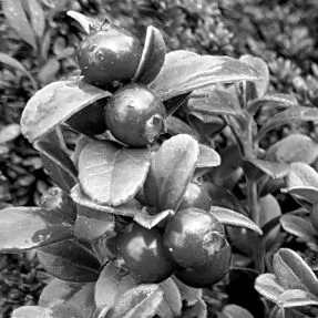 rubus