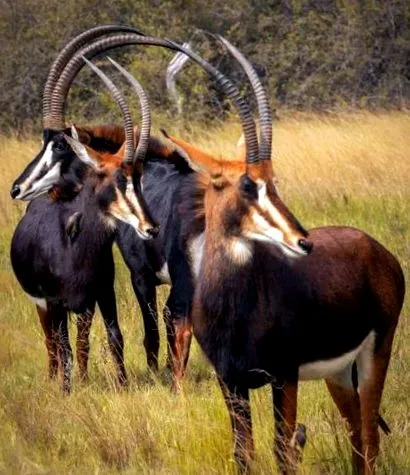 sable