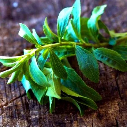 stevia
