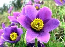 chakraborty