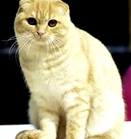 Scottish Fold