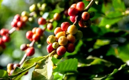 cafeaua verde