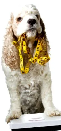weight