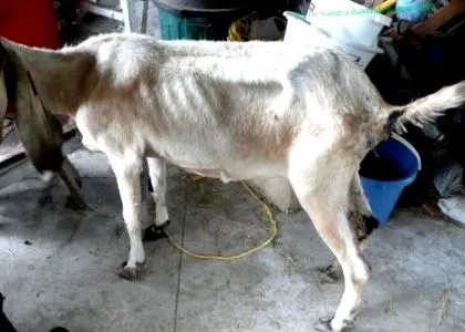 Animal Health