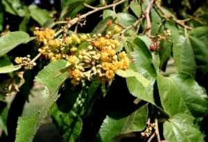 Plantas Medicinales