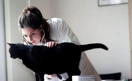 котката