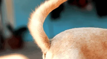 кучето
