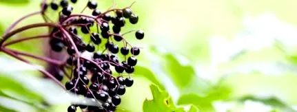 elderberry