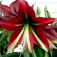 amaryllis