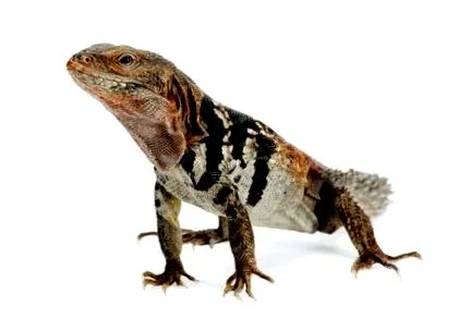 ctenosaura