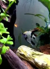 като